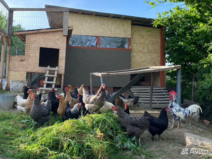 Куры молодки несушки Доминант