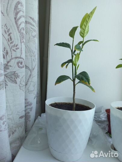 Лимонное дерево. Лимон