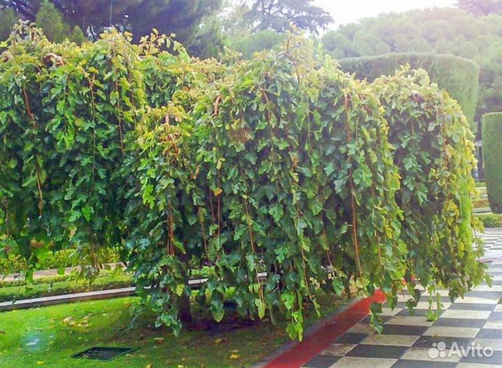 Шелковица-тутовник