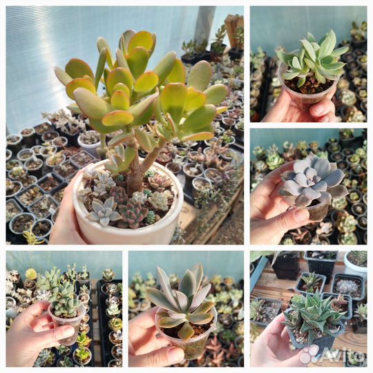 Суккуленты