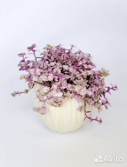 Каллизия pink panther