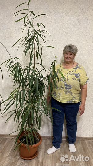 Продам огромную пальму