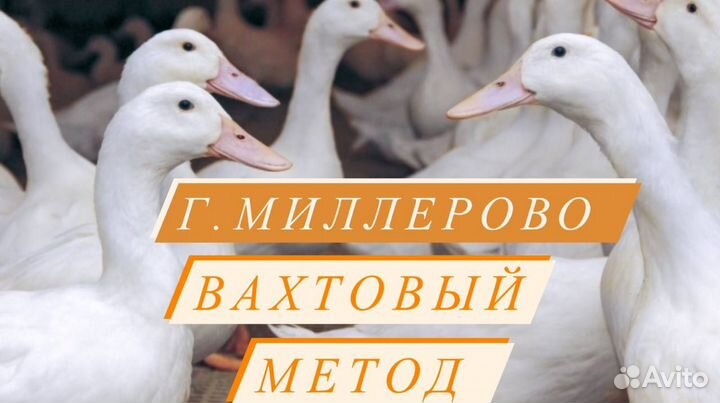 Вахтовый метод обвалка-утки г.Миллерово
