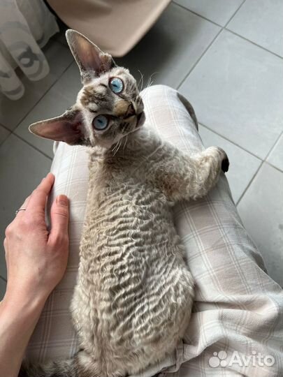 Котята девон-рекс