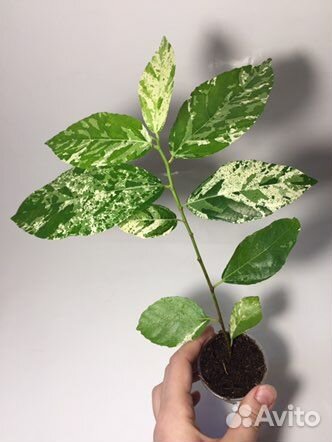 Фикусы разных сортов