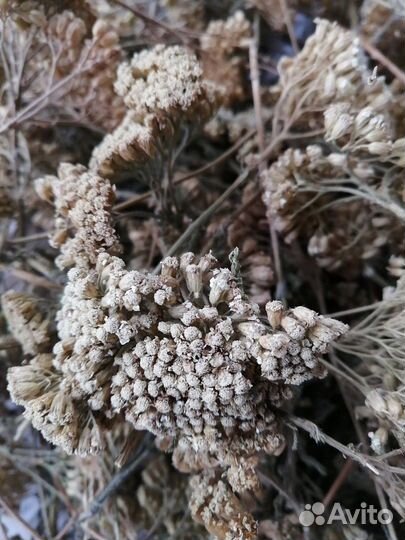 Тысячелистник