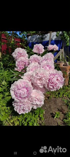 Пионы, ирисы корни, срезка