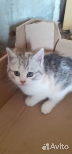 Отдам котята добрые руки
