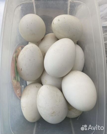 Инкубационное яйцо гусей