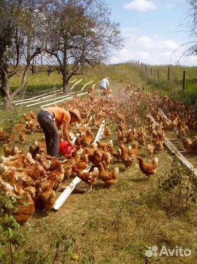 Куры несушки