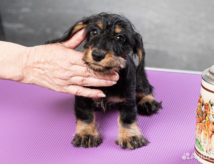 Такса жесткошерстная миниатюрная девочка