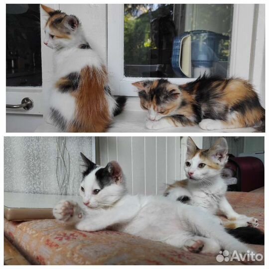 Крымские домашние метисы камышового кота (котята)