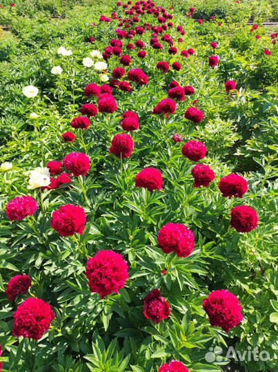 Пионы на весну и осень (саженцы)