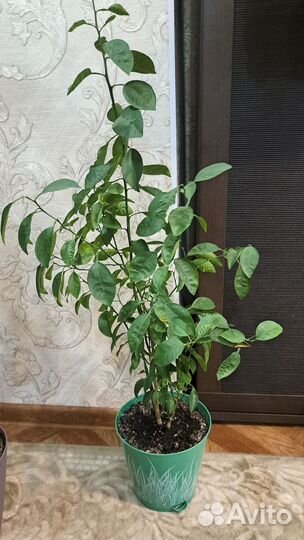 Мандариновое дерево