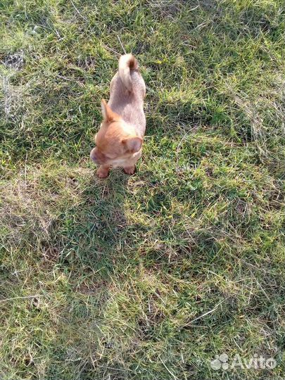 Пекинес смесь с той терьером.щеночки