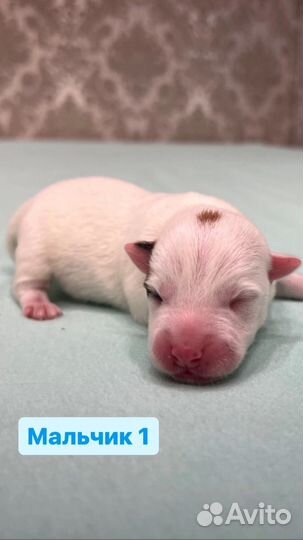 Джек Рассел терьер