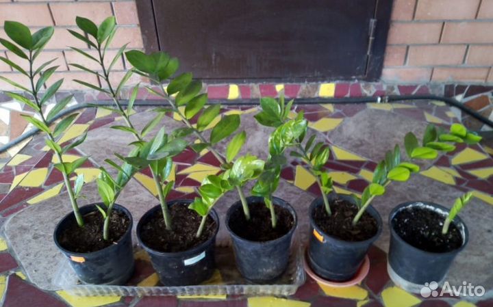 Замиокулькас долларовое дерево