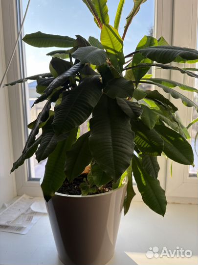 Молочай, толстянка, спатифиллум