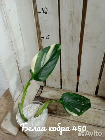 Комнатные цветы растение филодендрон Кобра белая