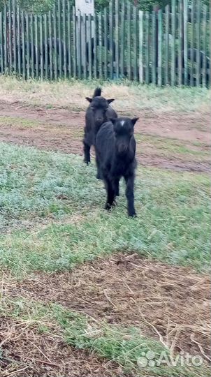 Продам - козла,козу,козлят