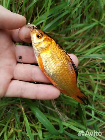 Рыбки моллинезии, гуппи, растения