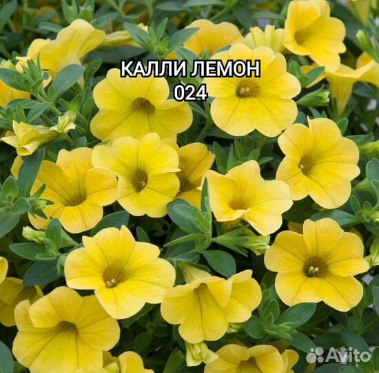 Калибрахоа