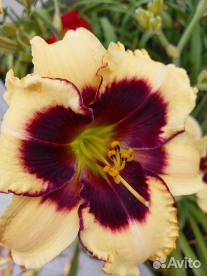 Дуэт лилейников