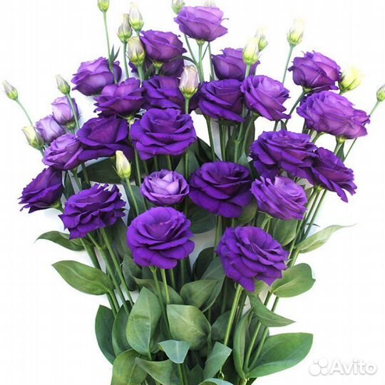 Лизиантус (Эустома) рассада