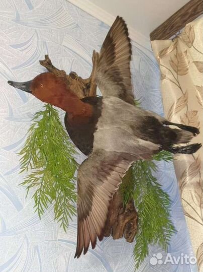 Чучела птиц