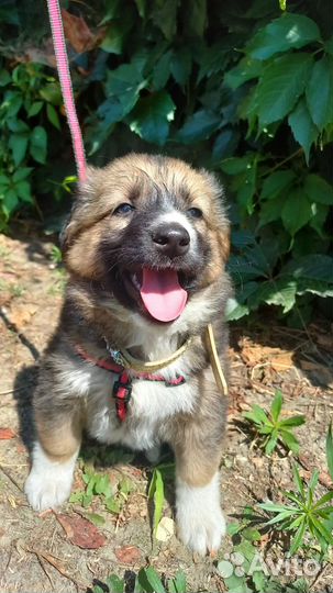 Щенок-мальчик, 2 мес в дар