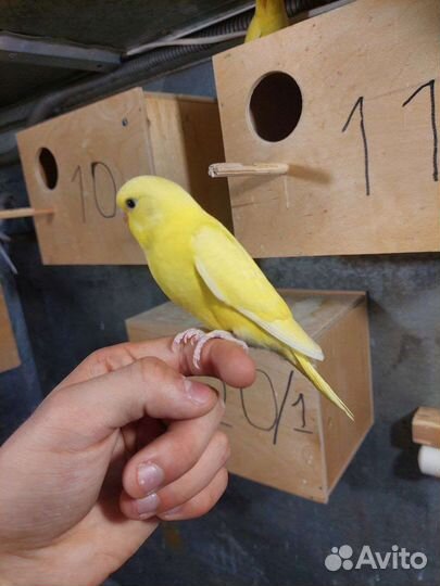 Волнистые попугаи ручные (самки)