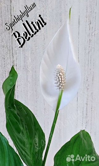 Спатифиллум Беллини