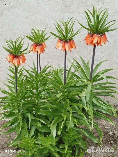 Рябчик императорский