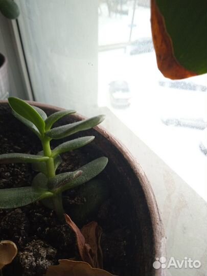 Продаю денежное дерево