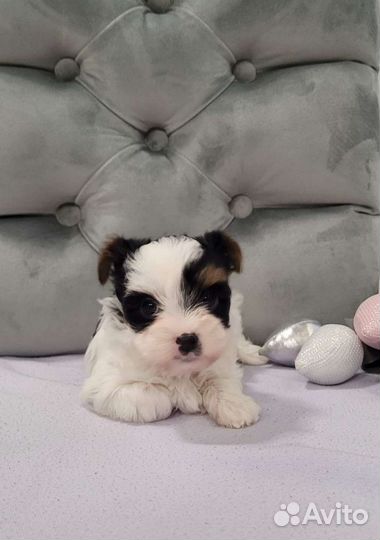 Бивер щеночки 2 мес с документами