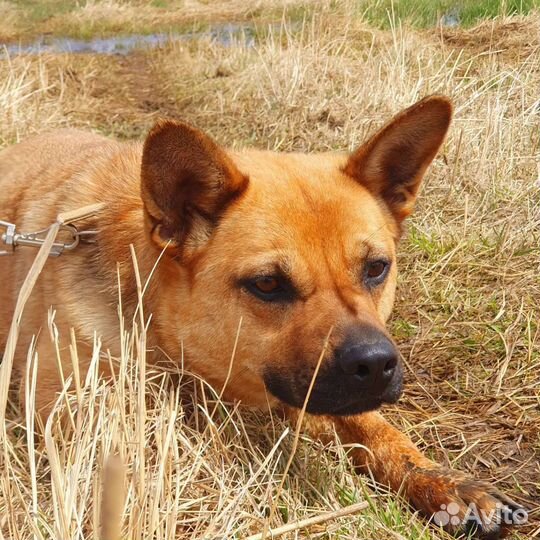 Собака в добрые руки