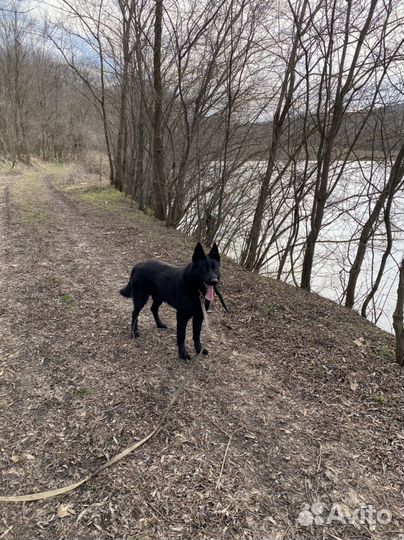 Собака бесплатно