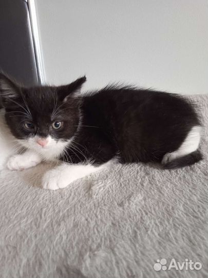 Котенок в добрые ручки