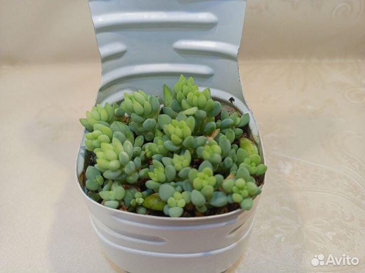 Седум Моргана, суккулент