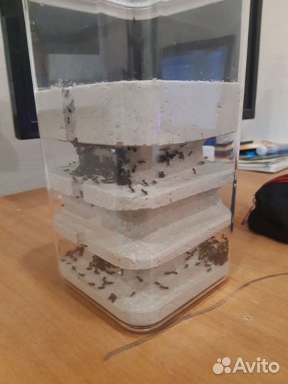 Самодельная ферма с большой колонией лазиус нигер