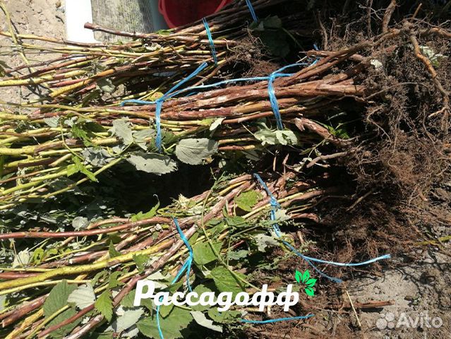 Саженцы малины. Оптом. От 100 шт