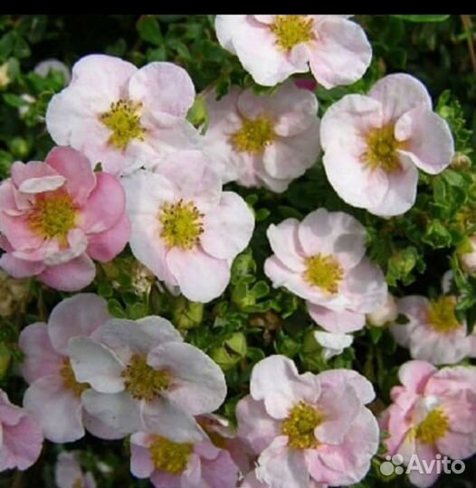 Лапчатка кустарниковая