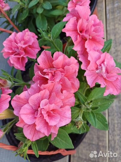 Петуния в подвесных кашпо