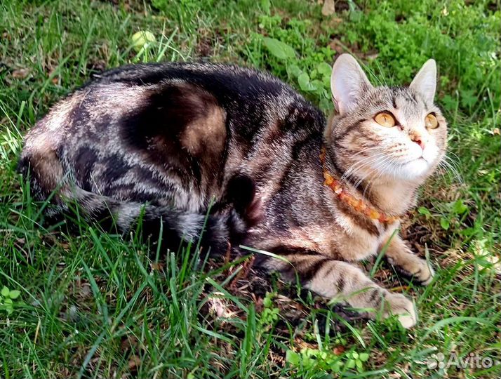 Ошейник от блох и клещей