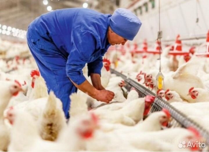 Упаковщики фасовщики с ежедневной оплатой