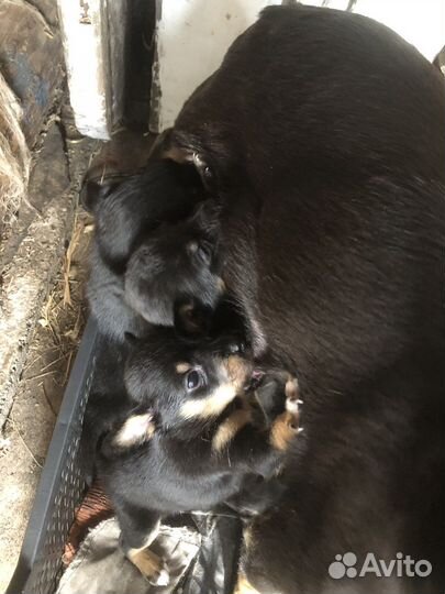 Щенки в добрые руки, мама той терьер