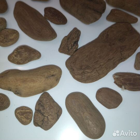 Дрифтвуд. Морское дерево