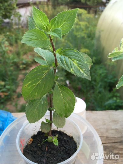 Рассада пряных трав