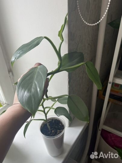 Филодендрон сильвер квин