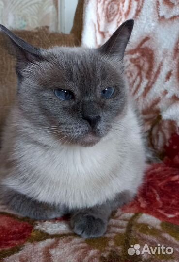 Кошка в дар
